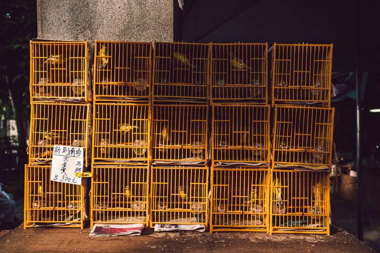 Photo en couleur de cages à oiseau jaunes dans un marché animalier à Hong Kong.