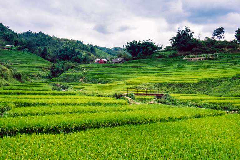 Photo en couleur d'un champ de riz avec un pont rouge à Sapa, au Vietnam.