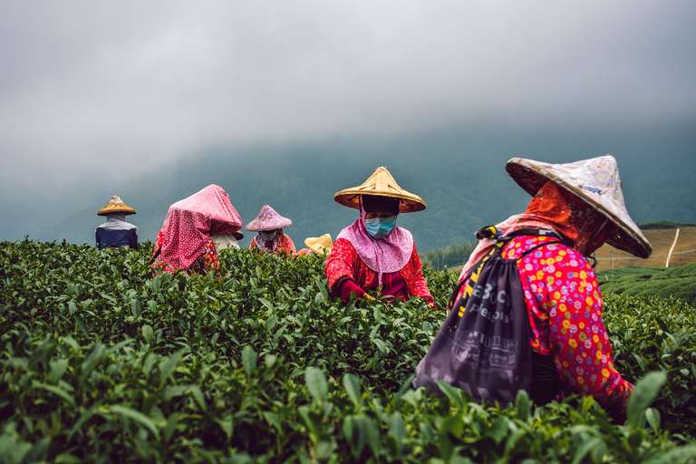 Color photography, a picture of workers pickup up tea leafs in a tea field in Taiwan's mountains.