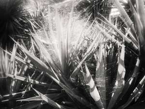 Black and white street photography, a picture of a cactus in Toulon, south of France.